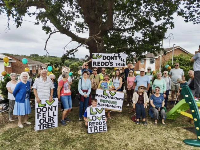 The community rally to save the tree