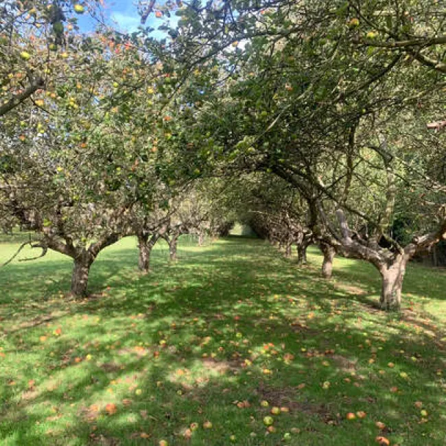 The largest traditional orchard in Cambridgeshire