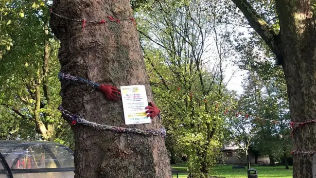 The trees are up to 30m tall