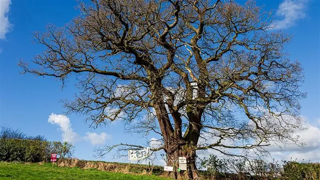 The ancient oak