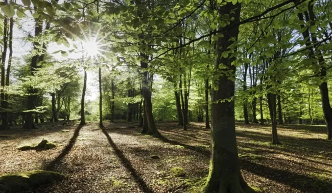 Oaken Wood in Kent