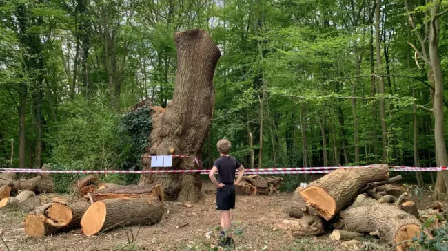 It's not known who felled the tree
