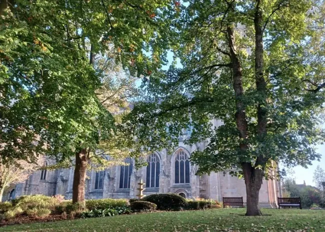 The work would involve felling several trees, some 200 years old