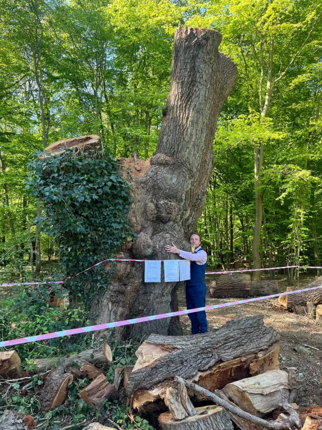 Canopy member Paul Powlesland and what's left of the tree
