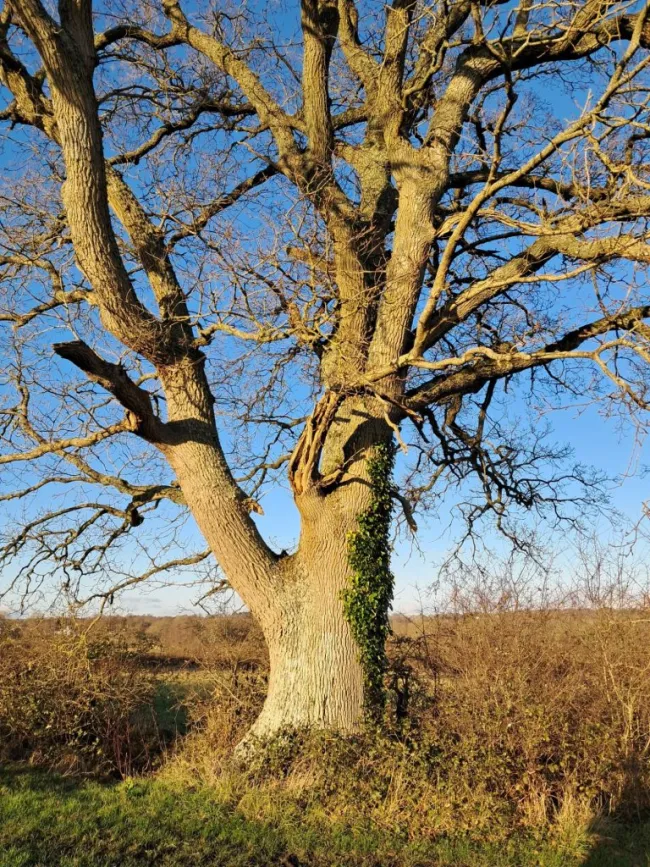 Hundreds of ancient oaks are at risk