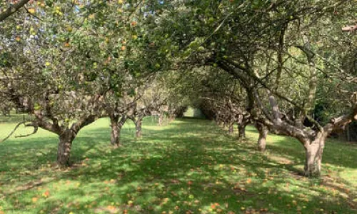 The largest traditional orchard in Cambridgeshire