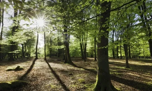 Oaken Wood in Kent