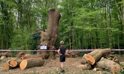 It's not known who felled the tree