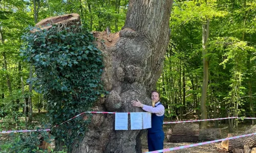 Canopy member Paul Powlesland and what's left of the tree
